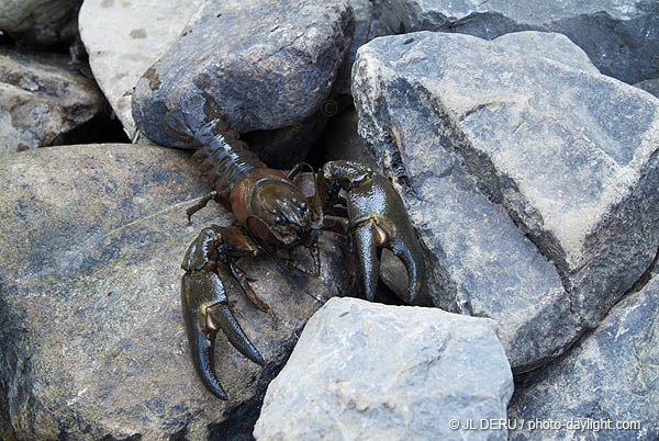 écrevisse, crawfish
Aisne